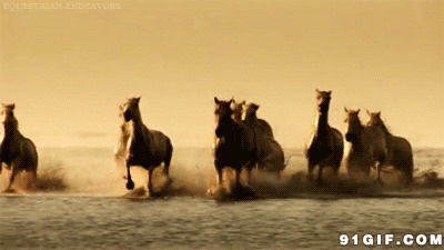 沙漠里奔驰的骏马图片:马