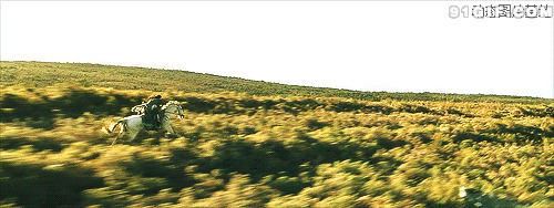 骑马飞奔在金色稻田图片:骑马