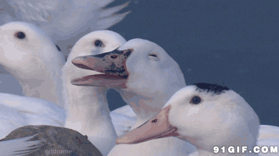 大白鹅动态头像图片