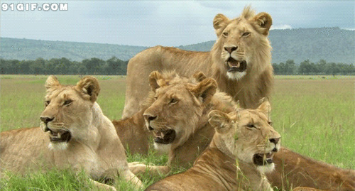 草原上的狮子动态图片