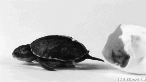 乌龟出壳动态图片