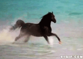 骏马水中奔跑动态图片
