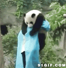 饲养员抱起大熊猫图片