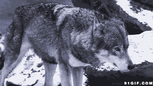 行走在雪地的狼图片:狼