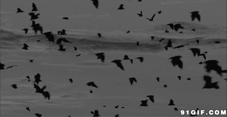 海鸟自由飞翔图片