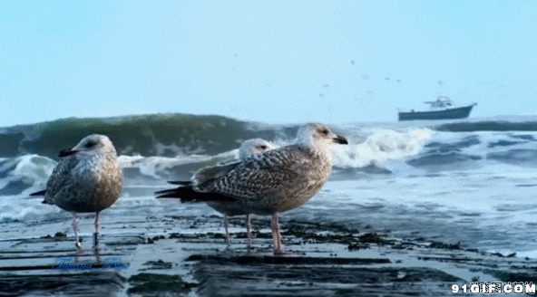 大海边的海鸟图片:鸟