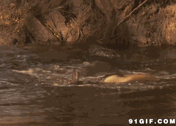 鳄鱼咬河马动态图片