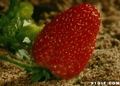 草莓变红动态图片