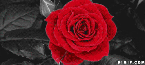 绽放的玫瑰花动态图片