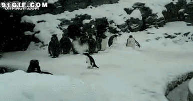 雪地里玩耍的企鹅图片
