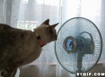 猫猫吹风扇动态图片:猫猫,吹风扇,