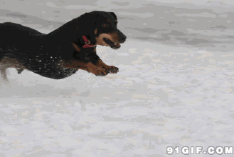 狗狗雪地跑图片
