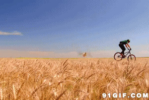 麦田中的自行车图片:麦田,自行车,