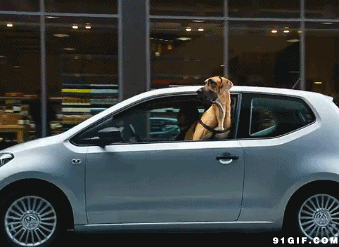 长毛狗狗坐车兜风图片:长毛,狗狗,坐车,