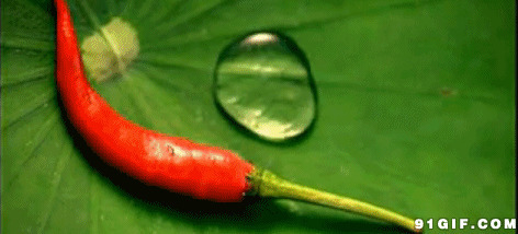荷叶上的水滴和辣椒图片:荷叶,风景