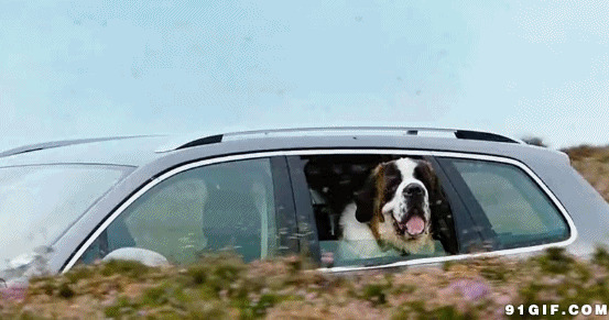 狗狗坐车爱兜风图片