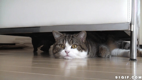 躲在桌底下的猫咪图片:猫