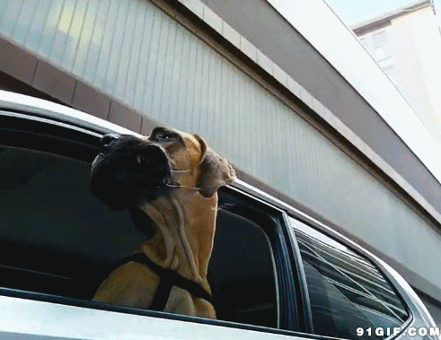 宠物狗坐车兜风图片