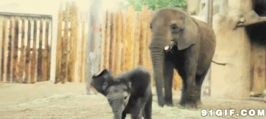 大象和它的儿子图片:象