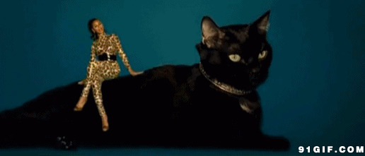 大黑猫搞笑动态图片