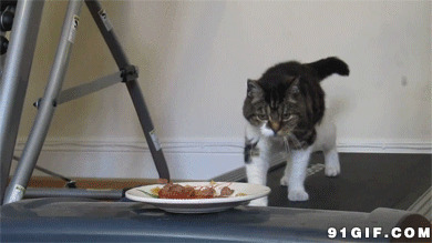 猫猫走在跑步机上吃美食图片