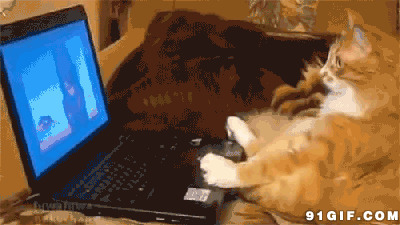会玩电脑的猫咪图片:猫