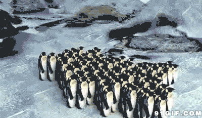 卡通企鹅排队前进图片