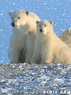 冰天雪地北极熊图片