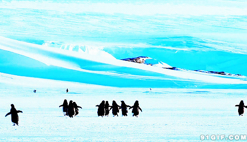 南极冰山企鹅赛跑动态图片