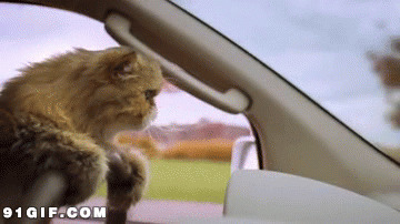 小猫开车搞笑动态图片:小猫,开车,