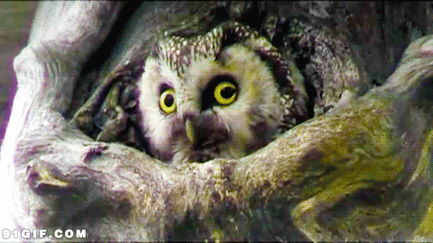 树洞里的猫头鹰搞笑动态图片