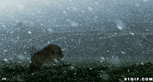 大雪中的孤狼奔跑图片