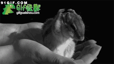 手心里的小老鼠图片:手心里,小老鼠,