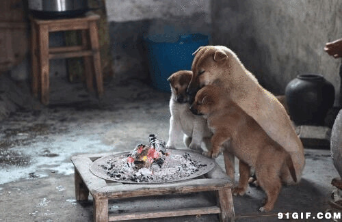 狗狗在一起烤火图片