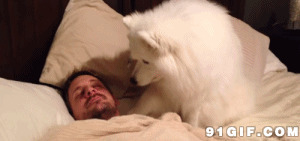 大白狗恶搞熟睡的主人图片