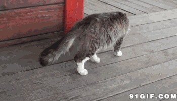 猫猫走路的样子动态图片:猫猫,走路,
