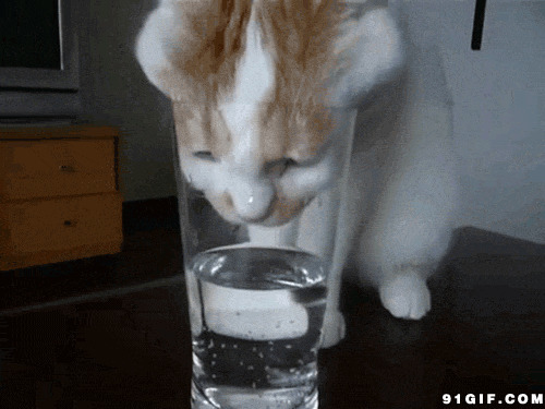 猫喝水图片