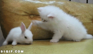 小猫和小兔子搞笑动态图片