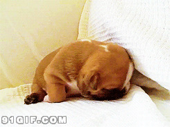 沙发上打瞌睡的小狗搞笑动态图片:小狗,打瞌睡,