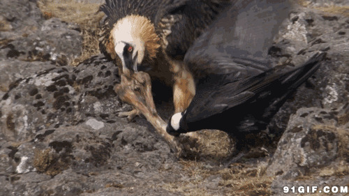 乌鸦抢食物图片:乌鸦,抢食物