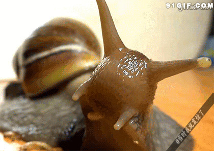 蜗牛吃食物图片