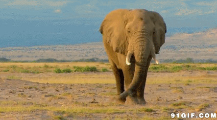 行走的非洲大象图片:大象