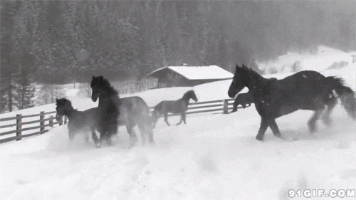 雪地中奔跑的黑马图片