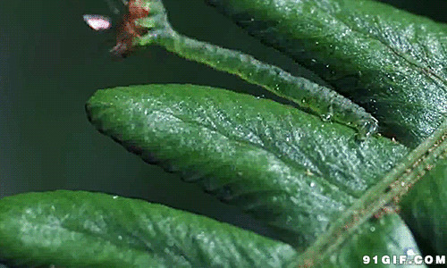 昆虫扑食苍蝇动态图片:昆虫,扑食,苍蝇