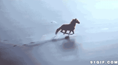 水中奔跑骏马图片:水中,奔跑,骏马