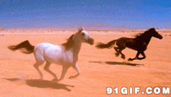 沙漠中的黑马白马图片