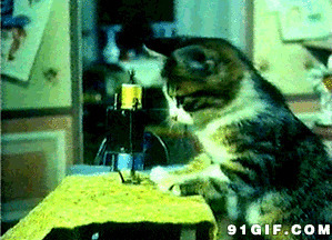 猫猫玩弄缝纫机图片
