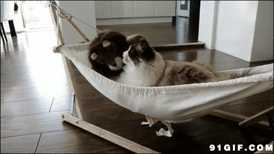吊床上玩耍的猫咪图片