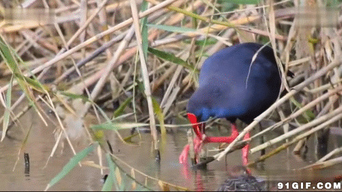 水塘喝水的海鸟图片:小鸟