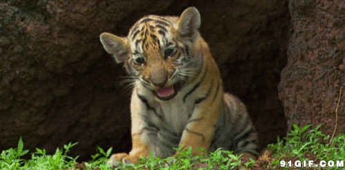 可爱的小老虎图片:老虎